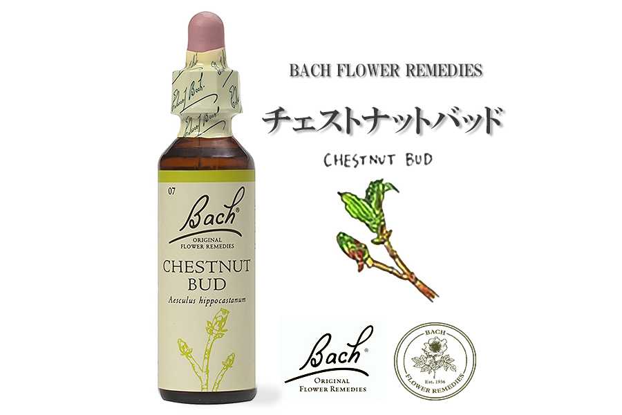 「チェストナットバッド」英国バッチフラワーエッセンスのお話