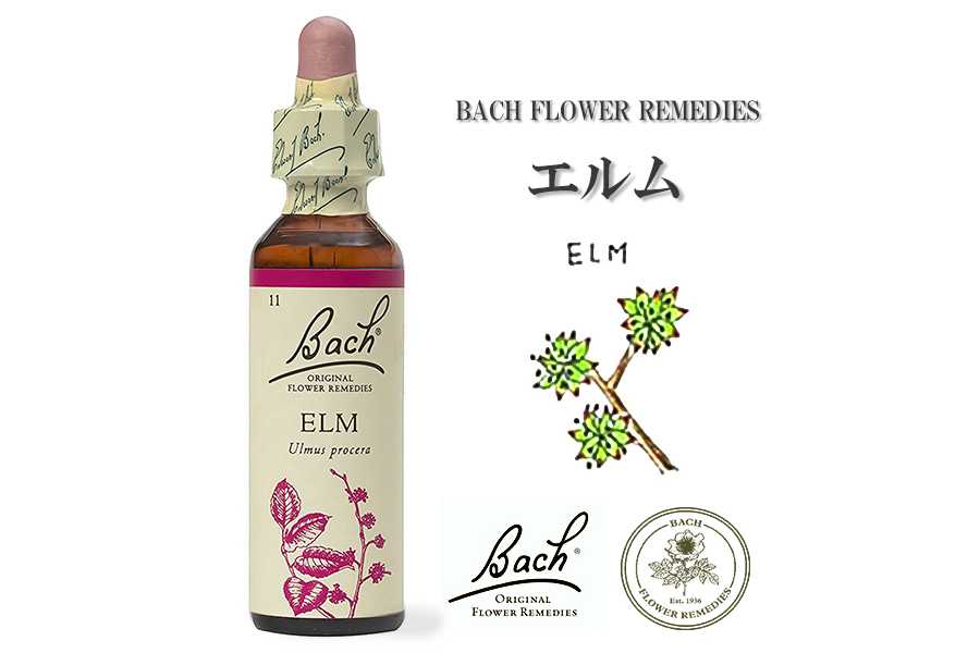 「エルム」英国バッチフラワーエッセンスのお話 英国よりフラワーエッセンスのお話