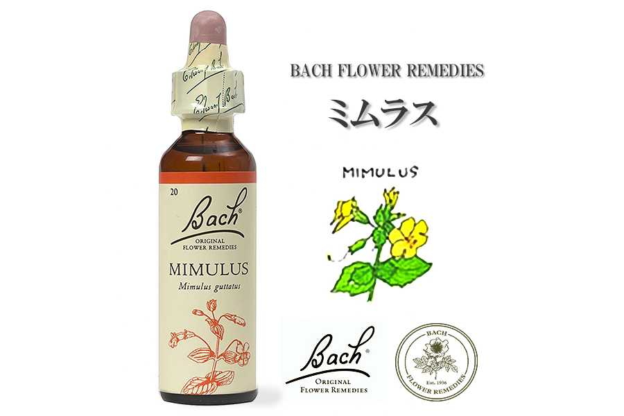 「ミムラス」英国バッチフラワーエッセンスのお話