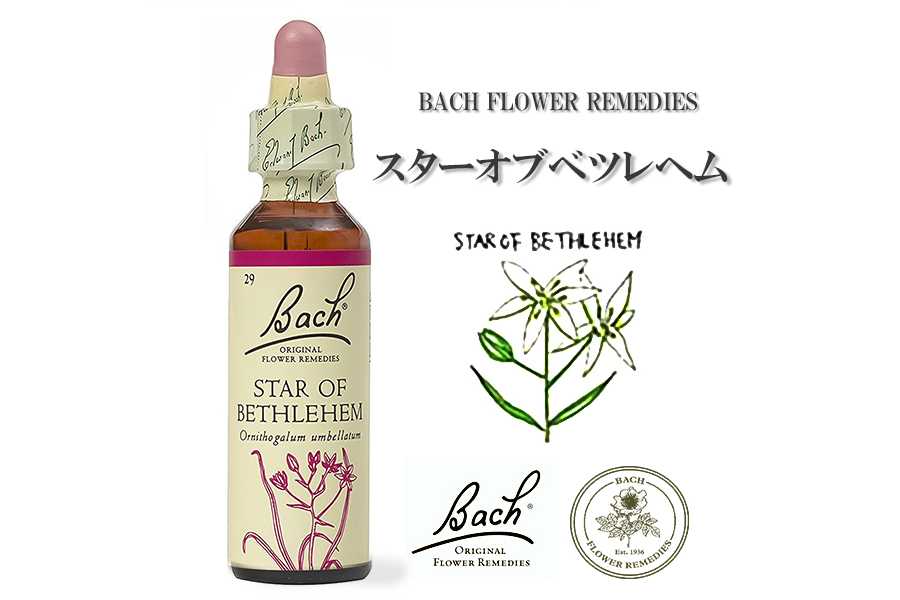 「スターオブベツレヘム」英国バッチフラワーエッセンスのお話