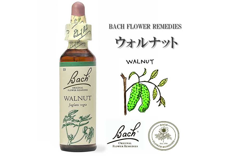 「ウォルナット」英国バッチフラワーエッセンスのお話