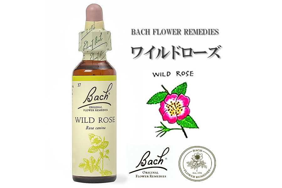「ワイルドローズ」英国バッチフラワーエッセンスのお話