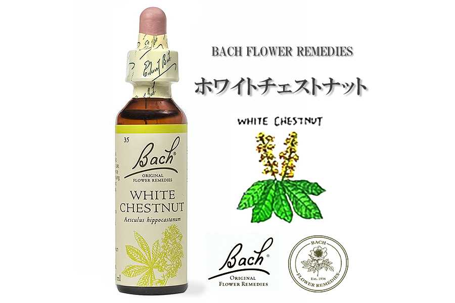 「ホワイトチェストナット」英国バッチフラワーエッセンスのお話