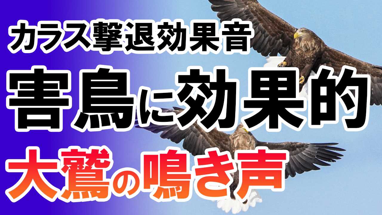 カラス撃退効果音・害鳥に効果的】大鷲の鳴き声で | 迷惑なカラス